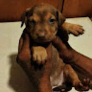 Meet your Posher, Manuel